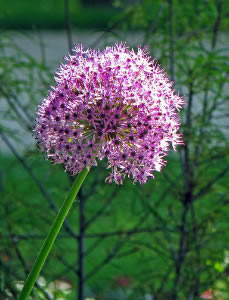 Sterrenlook (Allium cristophii)